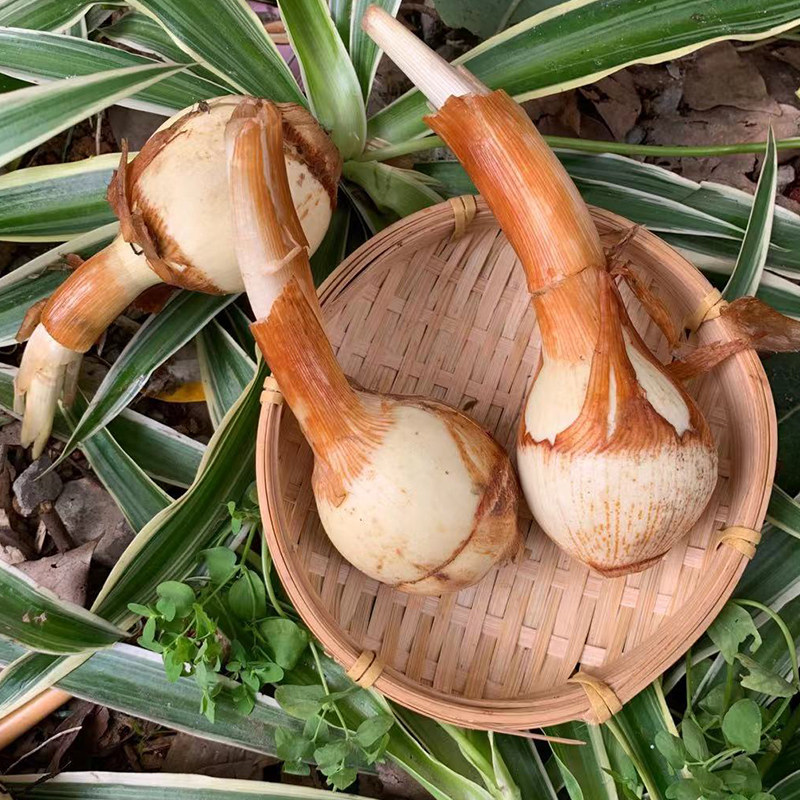 新鲜云南菇茨大茨马蹄白马蹄白茨菇自种农家慈姑其它