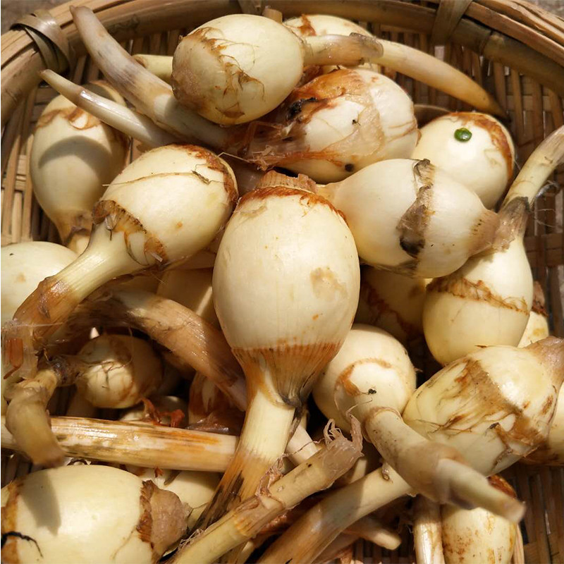 云南现挖迷你小茨菇5斤新鲜粉糯白茨菇慈菇白马蹄茨菰火锅配菜