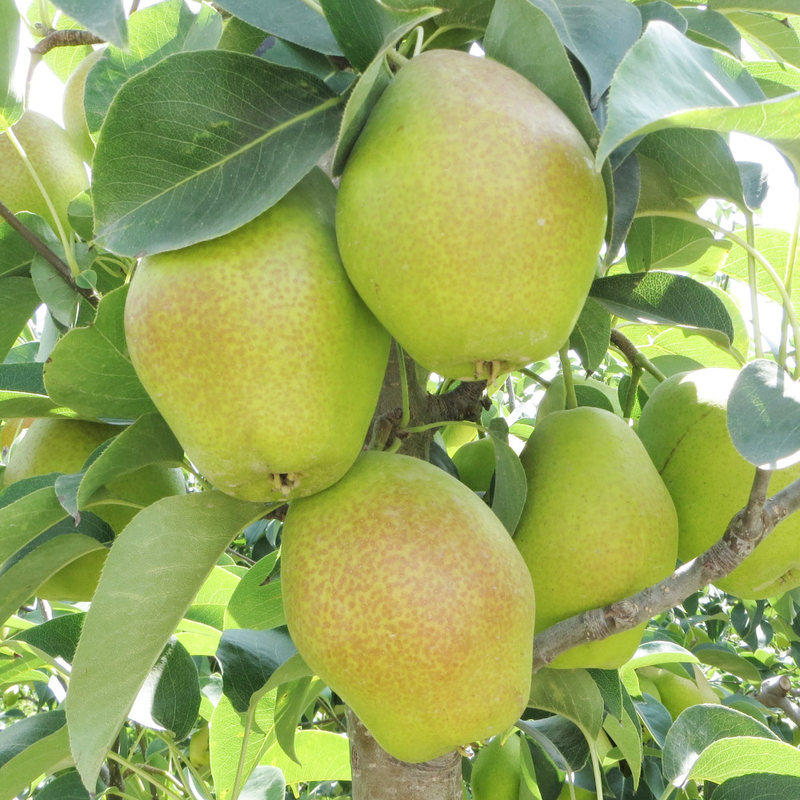 盒马陕西新梨7号梨子新鲜水果当季整箱香梨梨