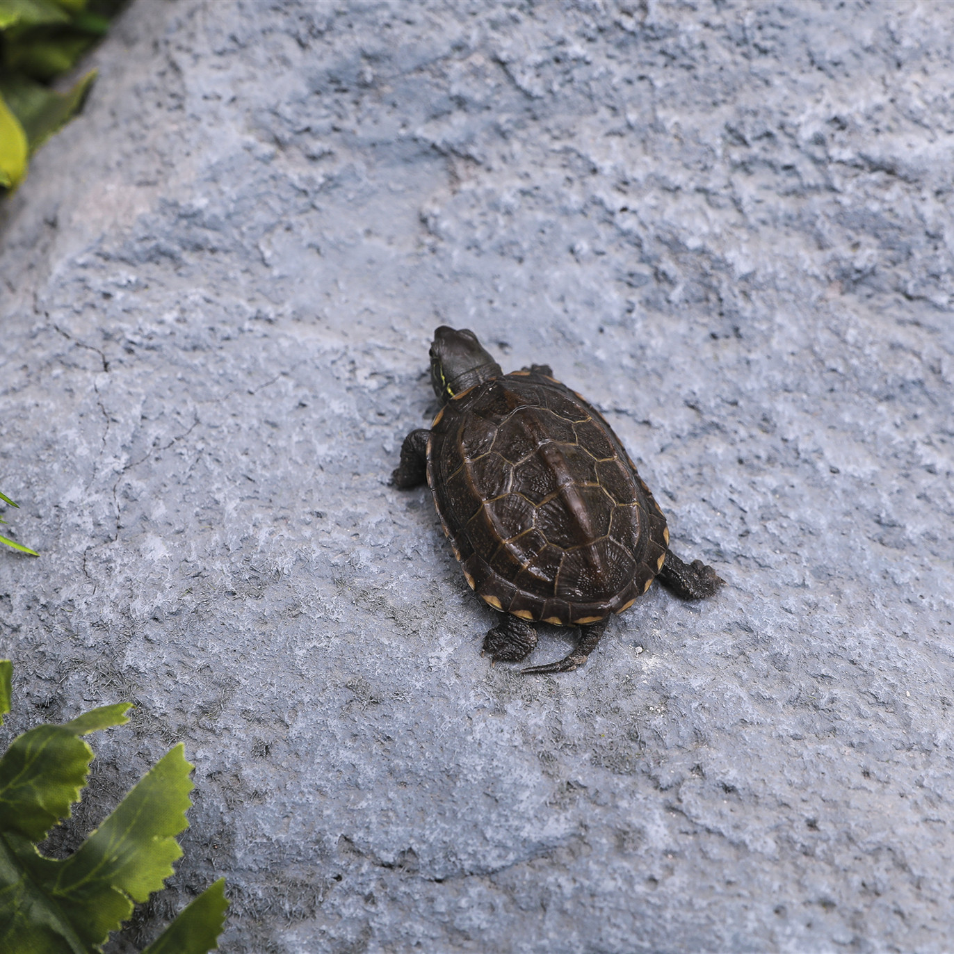 小乌龟活物活体的水陆长寿龟小宠物龟情侣一对招财中华草龟苗墨龟