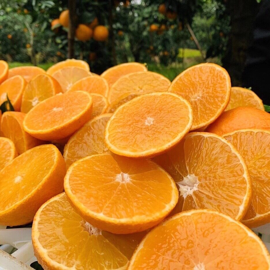 爱媛果冻橙子四川眉山38号当季新鲜水果丹棱橙