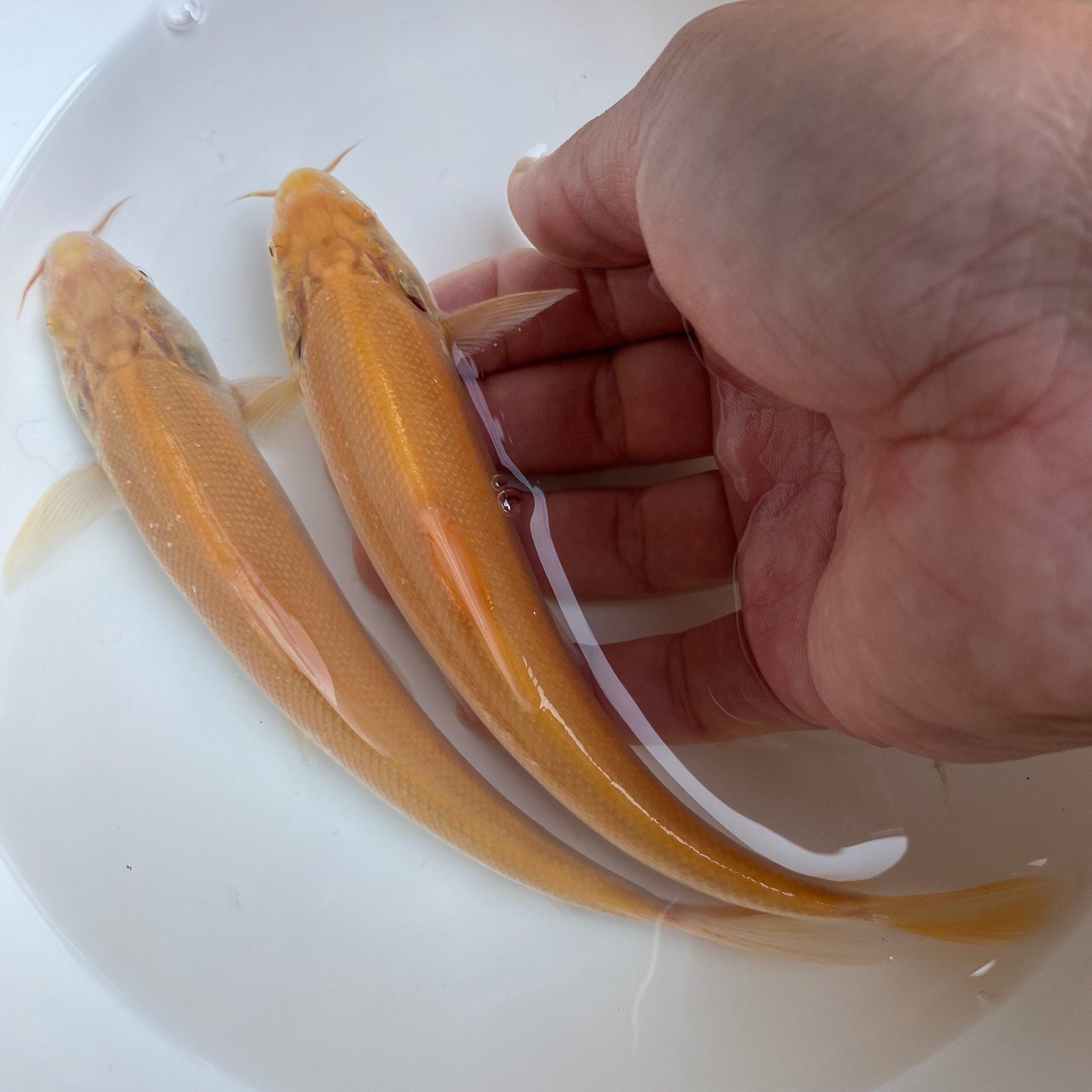 鱼苗银鳕冷水龙鱼雷龙鱼鳕鱼红眼大鳞招财白子鱼