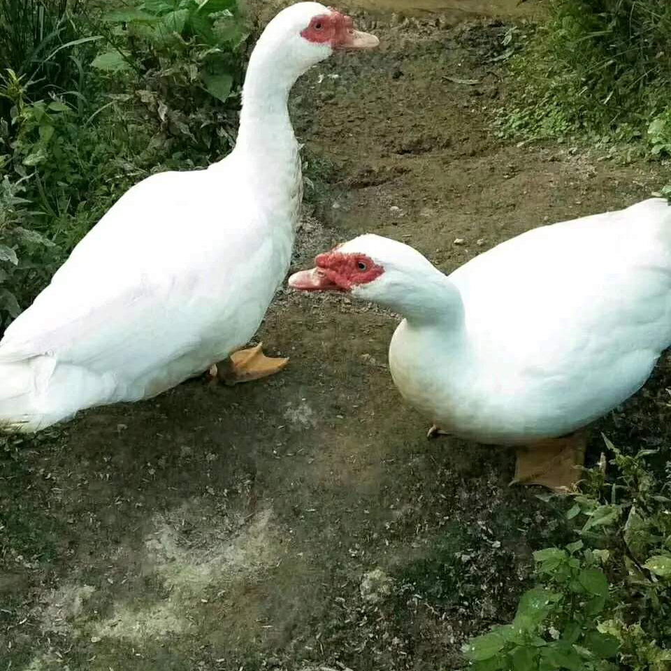 农家散养红脸番鸭现杀新鲜鸭肉飞鸭活体10斤鸭肉