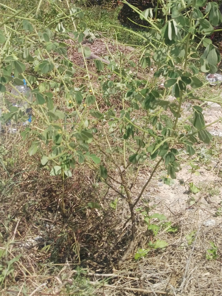 草决明子药用花卉绿植物名贵中草药材庭院阳台野外盆栽生长种植苗