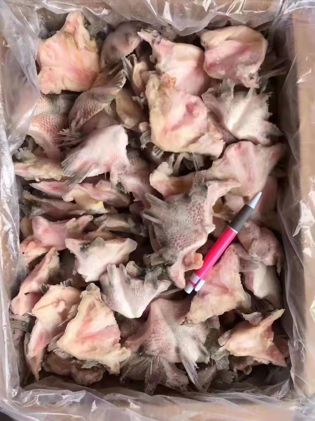 海鲜大鱼下巴4斤带冰鱼翅鱼鳃鲷鱼罗非鱼冷冻其它