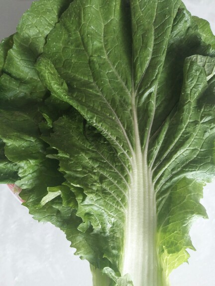 大白菜叶子白菜叶东北大白菜叶饭包白菜叶通辽老家饭包菜叶20个叶