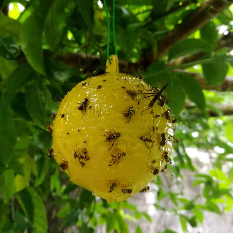 诱蝇柑橘大实粘虫球针果蝇诱捕球桔小实果园其它园艺用品