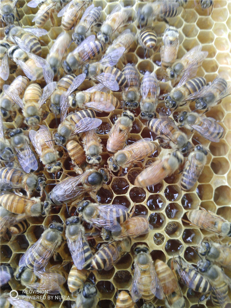 双色中蜂蜂王新开产卵中蜂王活体包邮中蜂王包活到手优质中蜂王