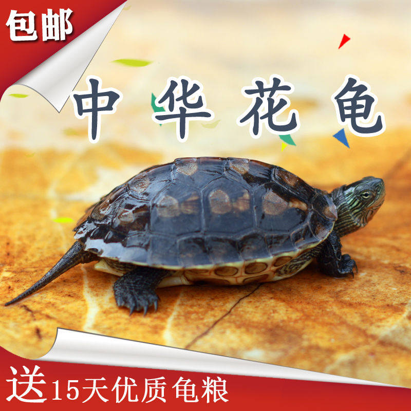 中华花龟小乌龟活物珍珠六线草龟龟苗活体宠物龟
