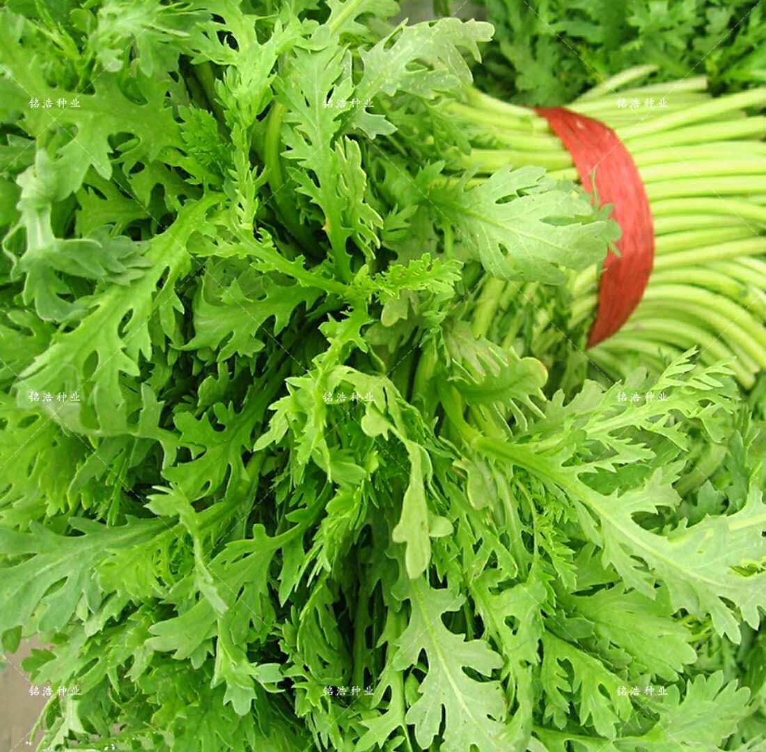 小叶茼蒿种子茼蒿同蒿蓬蒿蒿菜菊花菜皇帝菜多次采收阳台四季栽