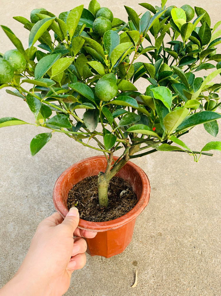 盆栽橘子栽树四季观赏小金金橘室内绿植花卉果树