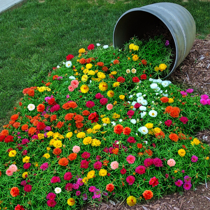 四季太阳花波斯格桑花百日草室外耐旱开花花卉种子庭院家庭园艺种子