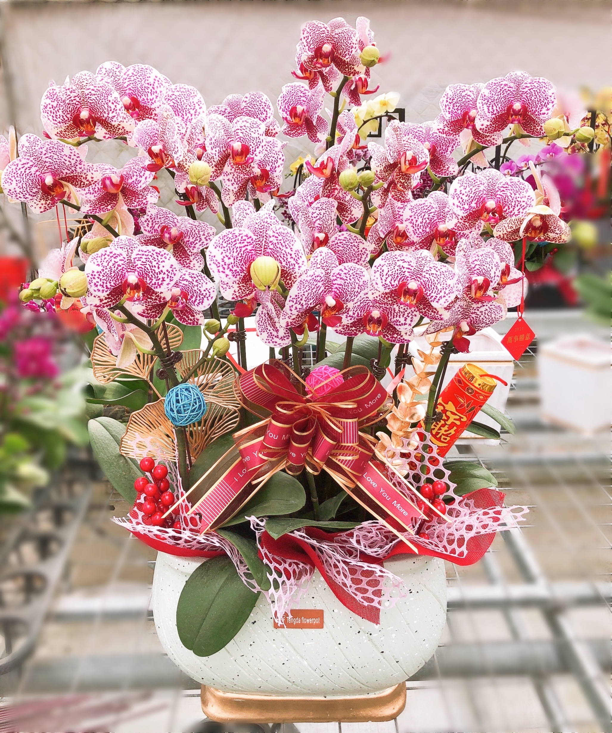 常州同城配送蝴蝶兰组盆鲜花送礼礼品开业乔迁时令草本花卉