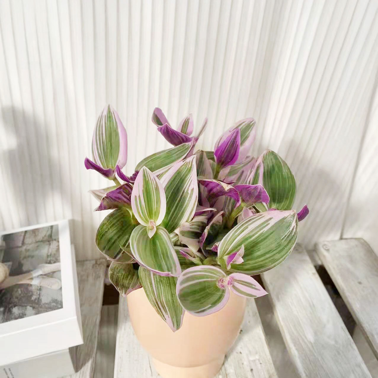 油画婚礼吊兰盆栽大颗多肉胭脂植物办公室室内绿植