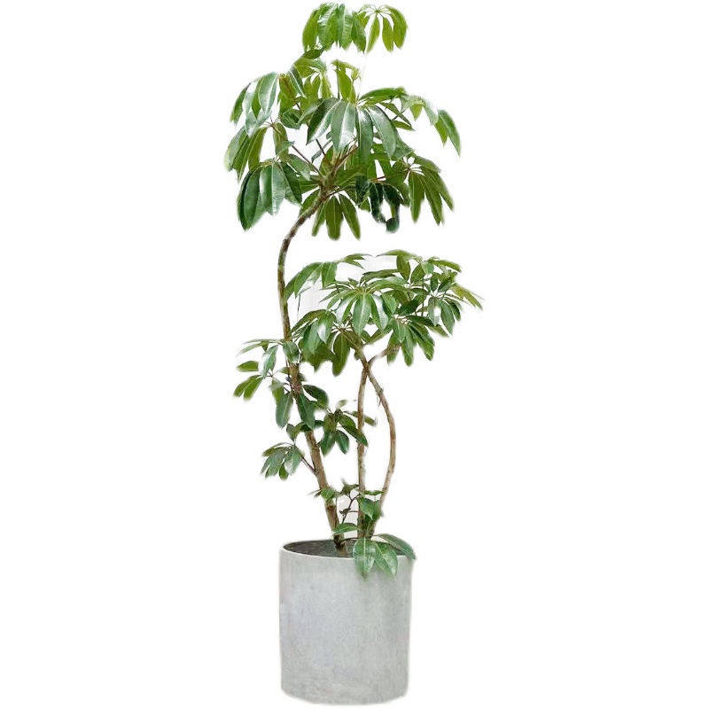 日本大叶保罗室内网红植物盆栽净化空气办公室卧室绿植