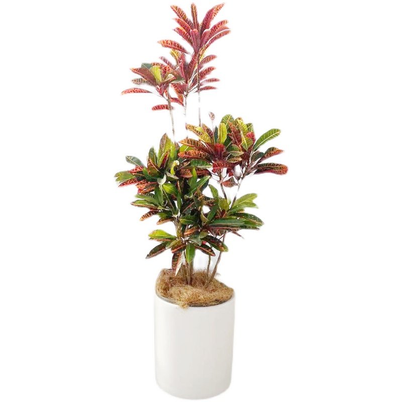 北京同城造型七彩彩变叶木室内大型绿植盆栽大型绿植