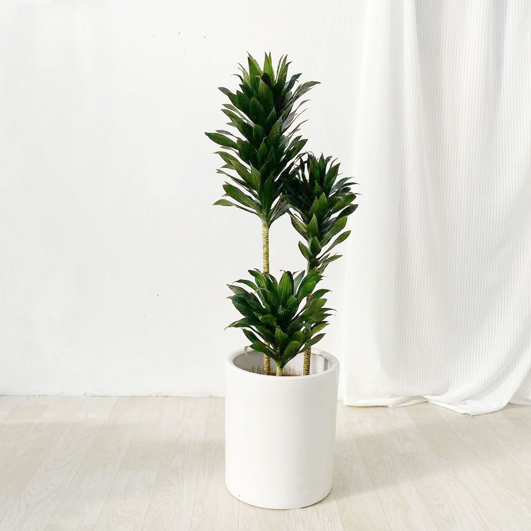 太阳神龙血大型造型绿植网红室内盆栽观办公桌客厅绿植