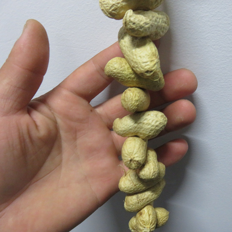 花生天然干花真实农家乐饭店酒店农家院乡村装饰品仿真果蔬