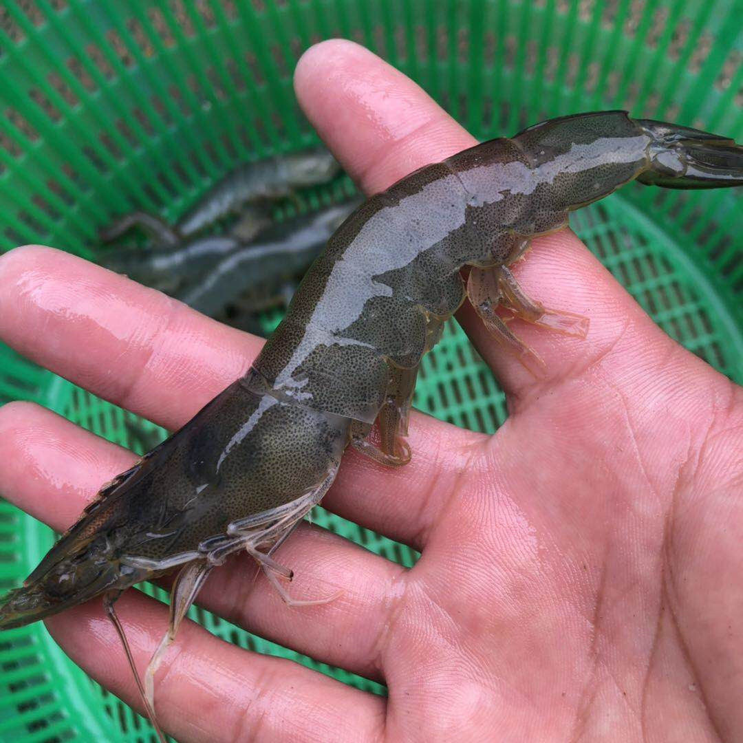 活虾急冻新鲜野生对虾海大虾青虾明虾水产海虾活虾