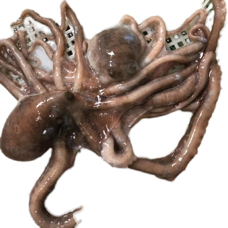 八爪鱼八代顺丰4斤水产海鲜新鲜鲜活长腿大爆头冷冻章鱼