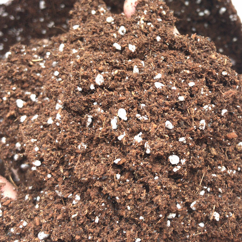 金钱树专用营养土 透气 盆栽土 中草药育苗 中禾 珍珠盐