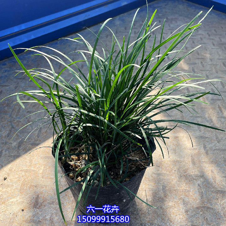 春草包邮盆栽草苗台湾潮汕喜庆花草家庭麦冬绿植