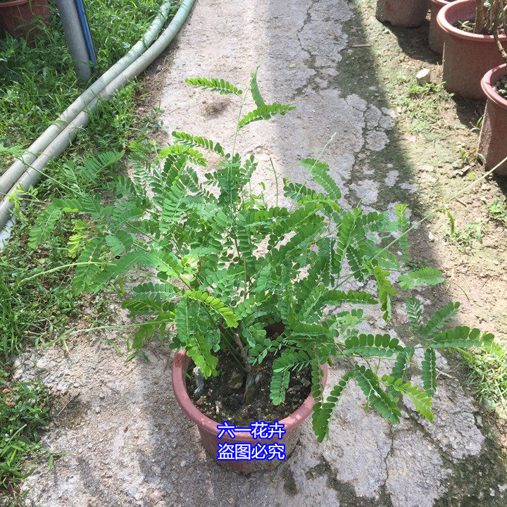 鸡骨草苗红母鸡草苗大黄草苗鸡骨草盆栽食用草药盆栽植物花卉