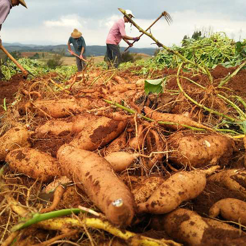 云南蜜薯红薯新鲜现挖现发香甜可口