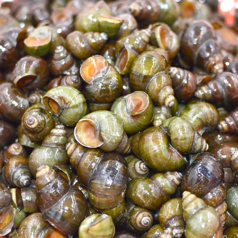 螺丝石螺鲜活新鲜现捕螺蛳活体野生清水夜宵泥螺