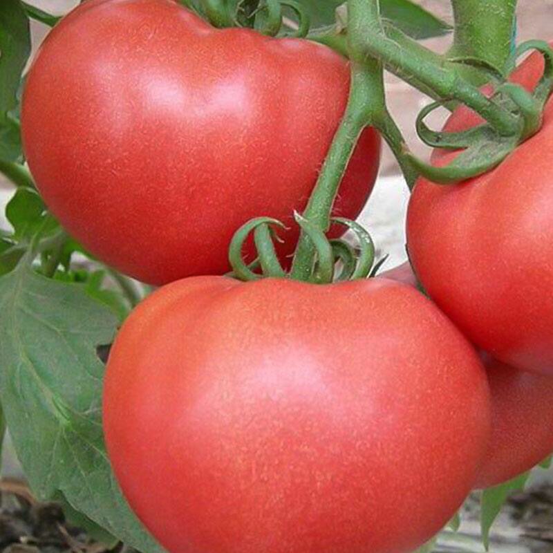 粉冠番茄种子粉果西红柿种籽四季阳台盆栽庭院其它