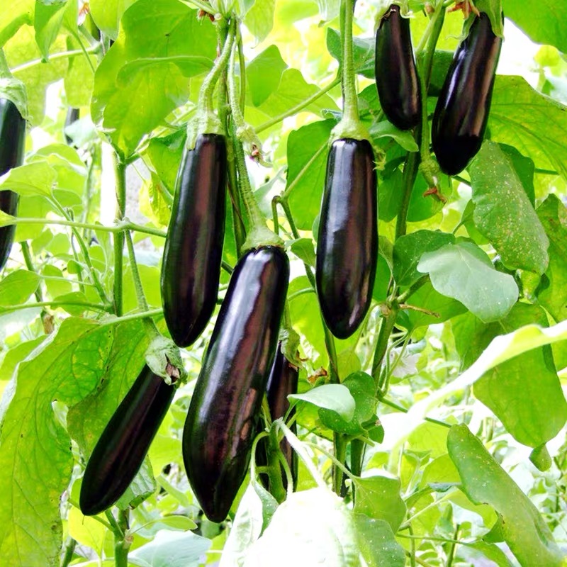 茄子新鲜紫色长条农家自种现摘现发应季蔬菜其它