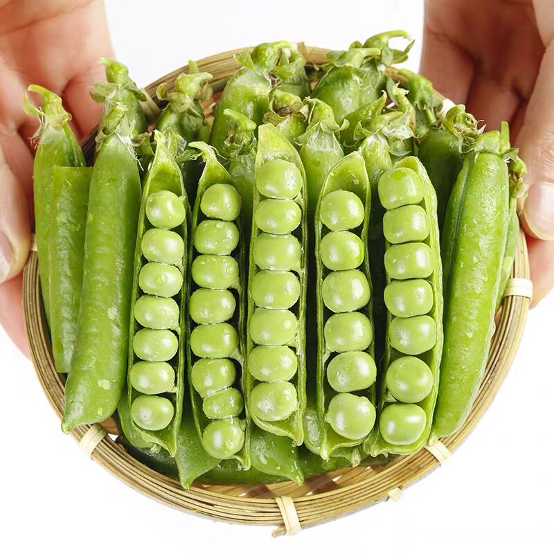 豌豆云南新鲜甜脆水果甜豆农家种植现摘现发新鲜豆类