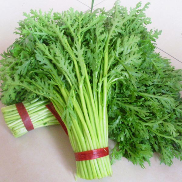 蔬菜茼蒿小叶种子光杆阳台四季皇帝大田种植其它