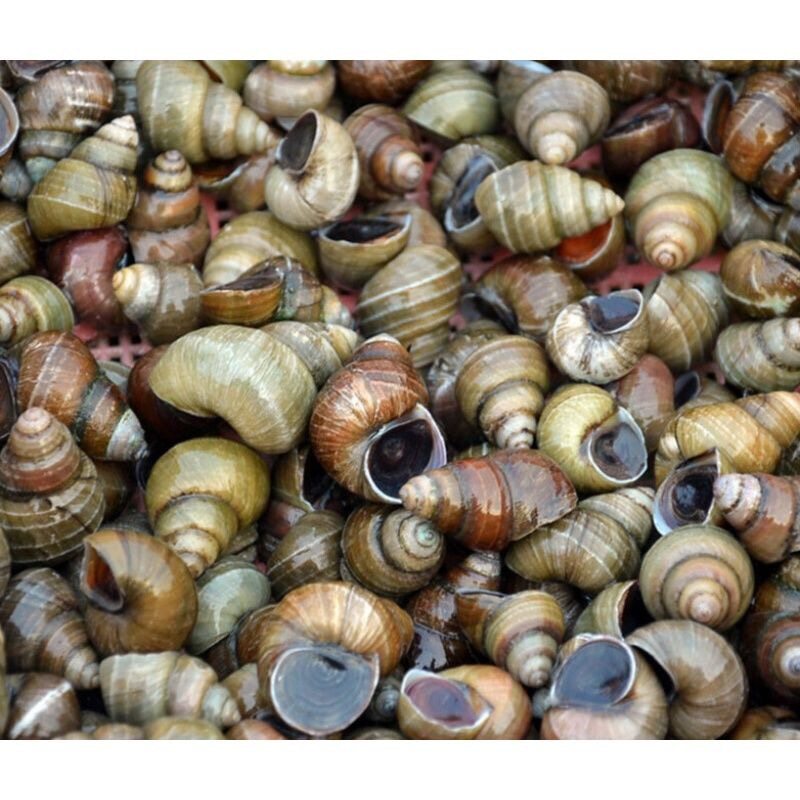 螺丝石螺鲜活新鲜现捕螺蛳活体野生清水夜宵泥螺