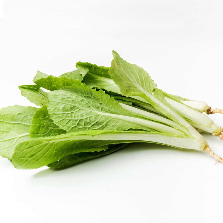 黄秧白小白菜种子种籽阳台种菜盆栽蔬菜芽苗菜四季青菜冬早熟耐热