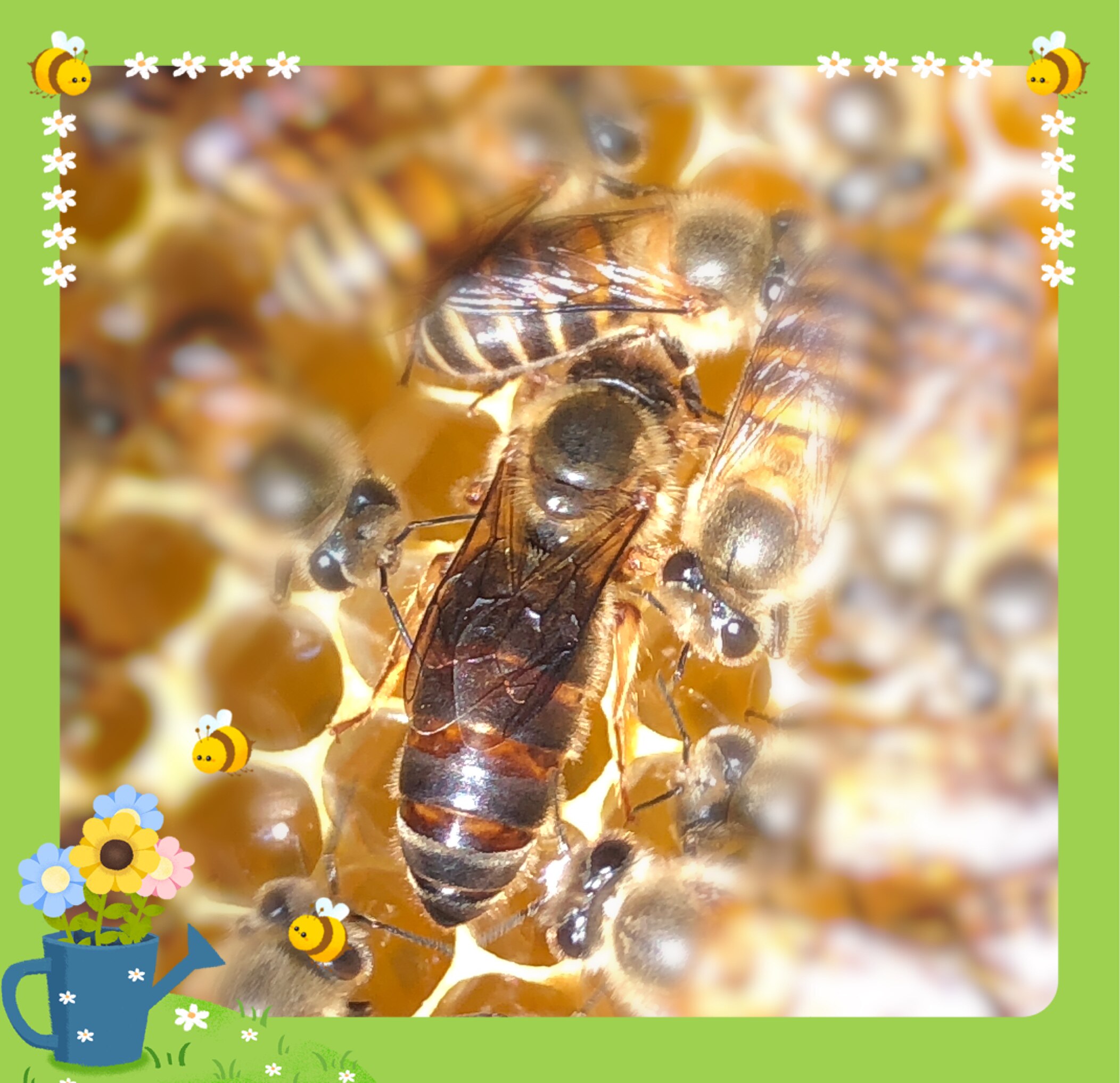 蜜蜂中蜂蜂王中蜂杂交王新产卵王活体包活热卖中阿坝双色仓王