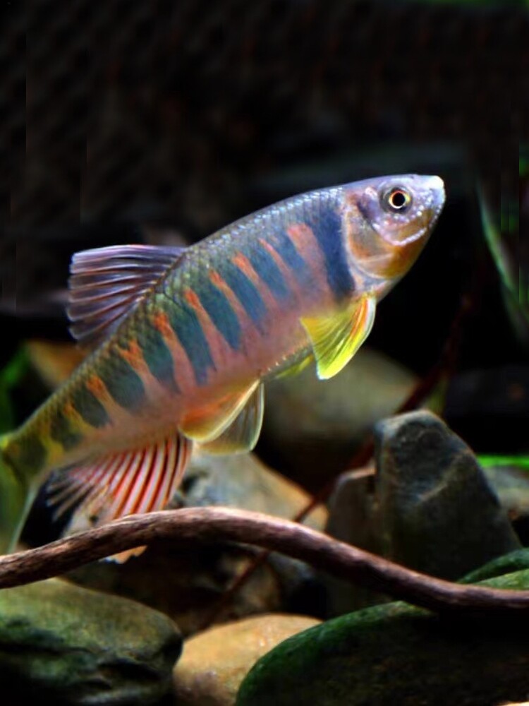 马口溪哥桃花鱼发色长鳍溪流冷水群游不加加温鱼