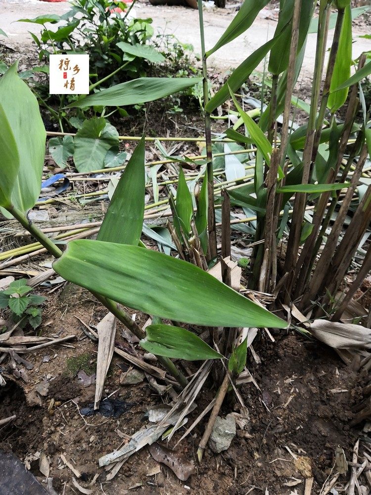 粽叶苗 四角粽 箬叶芦苇叶芒叶苗广西大粽子叶苗 枕粽塔锥 三角粽