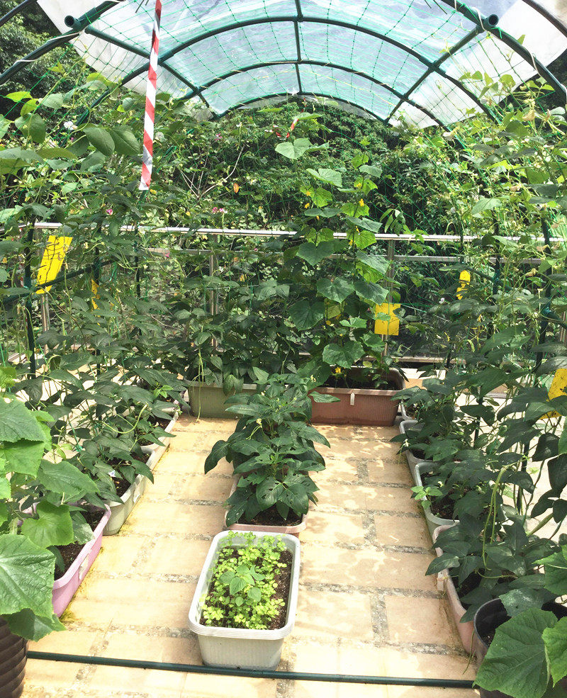 植物爬藤藤架庭院户外支架丝瓜黄瓜葡萄百香果花架