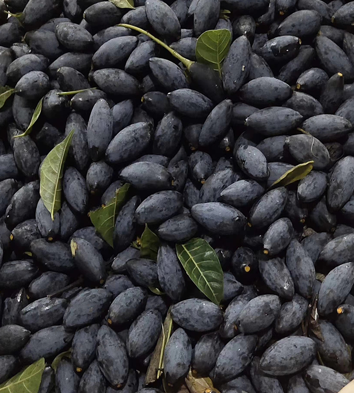 橄榄乌榄新鲜香油潮汕特产产车酸榄左尾黑橄榄橄榄