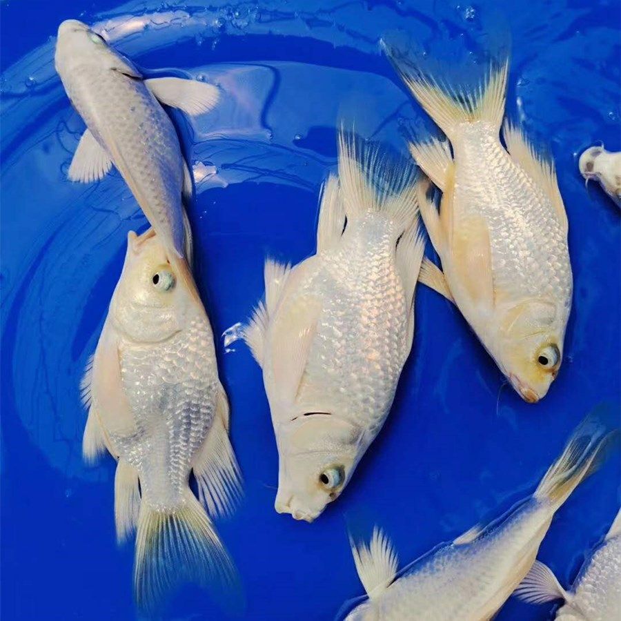 台湾纯种鱼苗锦鲤球体贵妃短身大尾大鳍淡水鱼