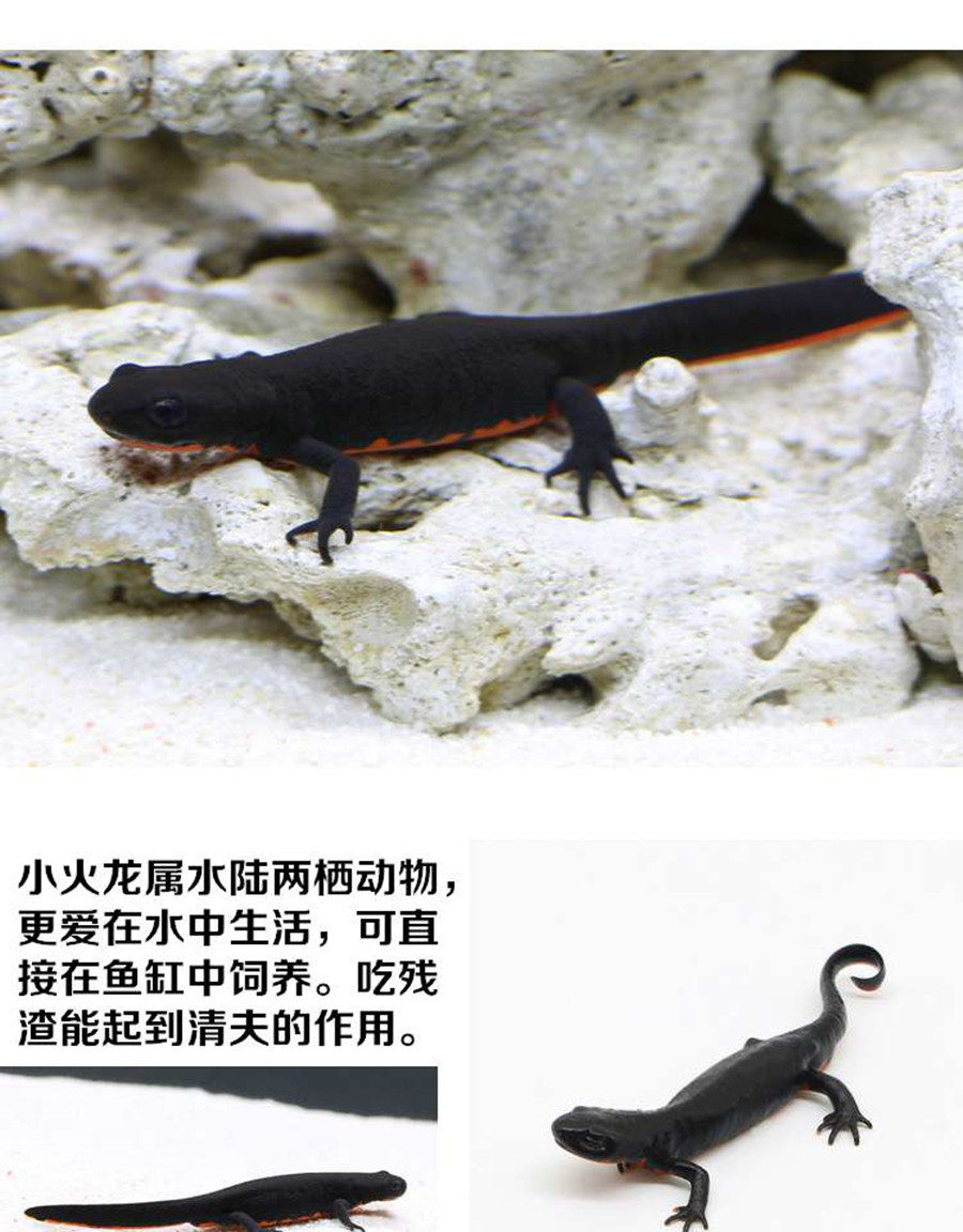 小火龙鱼活体冷水鱼清道夫蝾螈淡水鱼观赏鱼小型鱼缸其它水族宠物