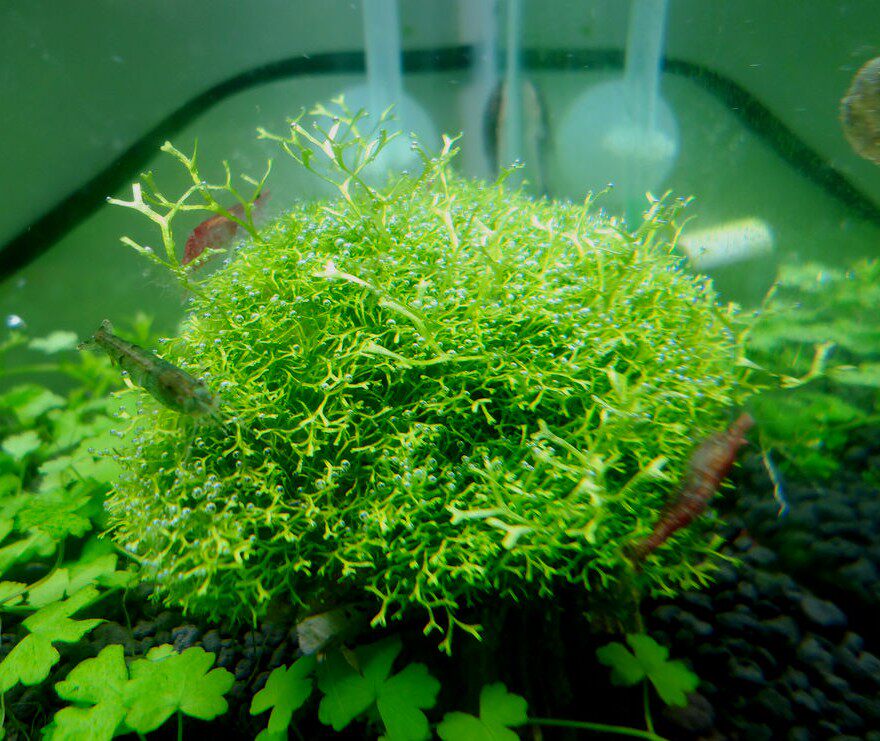 莫斯垂泪莫丝三角水晶爪哇火焰活体水草布景水草