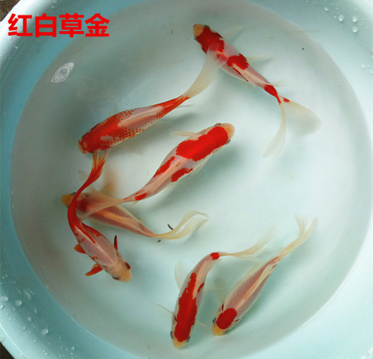红白金鱼鲫鱼观赏鱼活体冷水鱼淡水鱼包邮包邮包鱼