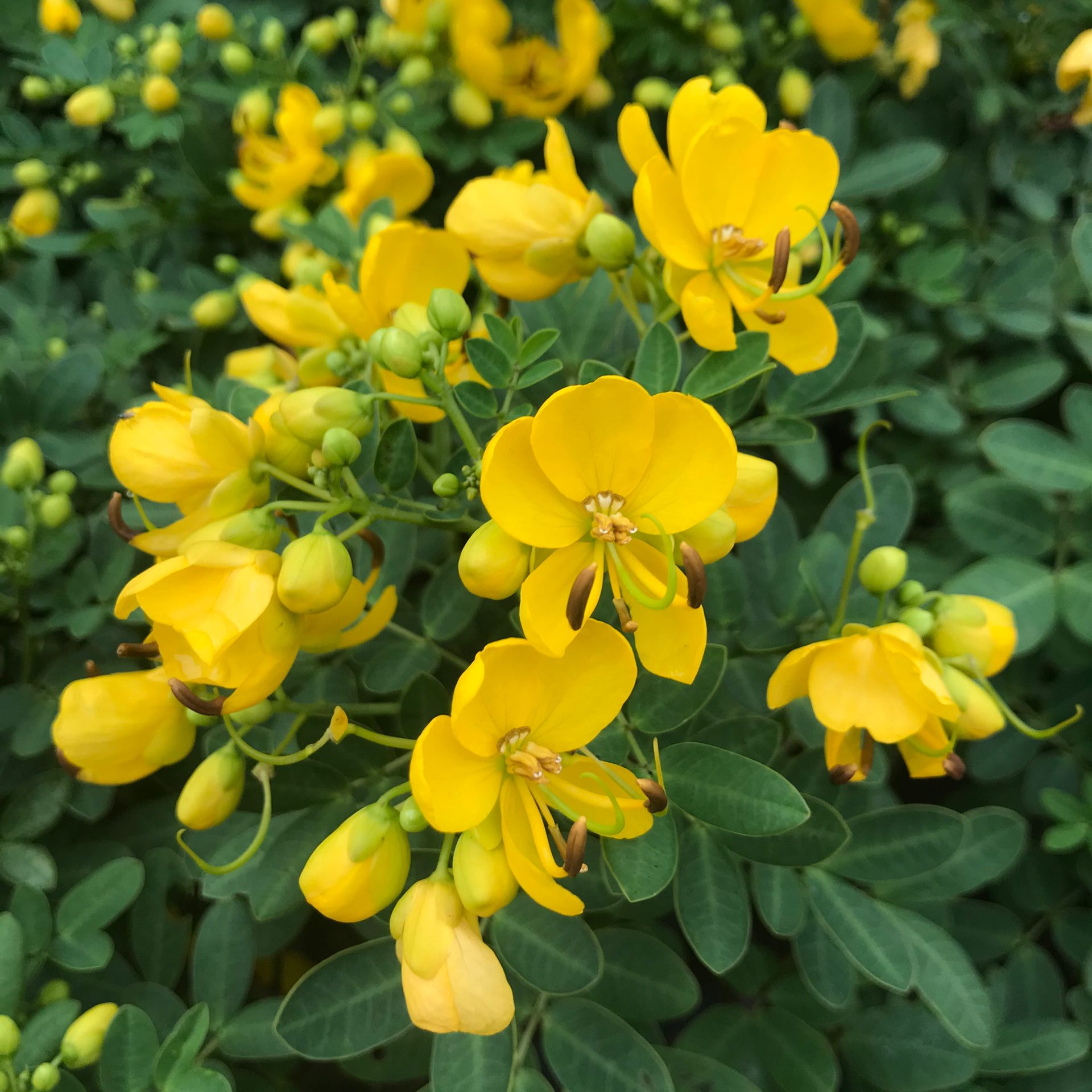 黄金梅植物金雀黄金雀花苞花卉冬季开花耐寒秋季时令草本花卉