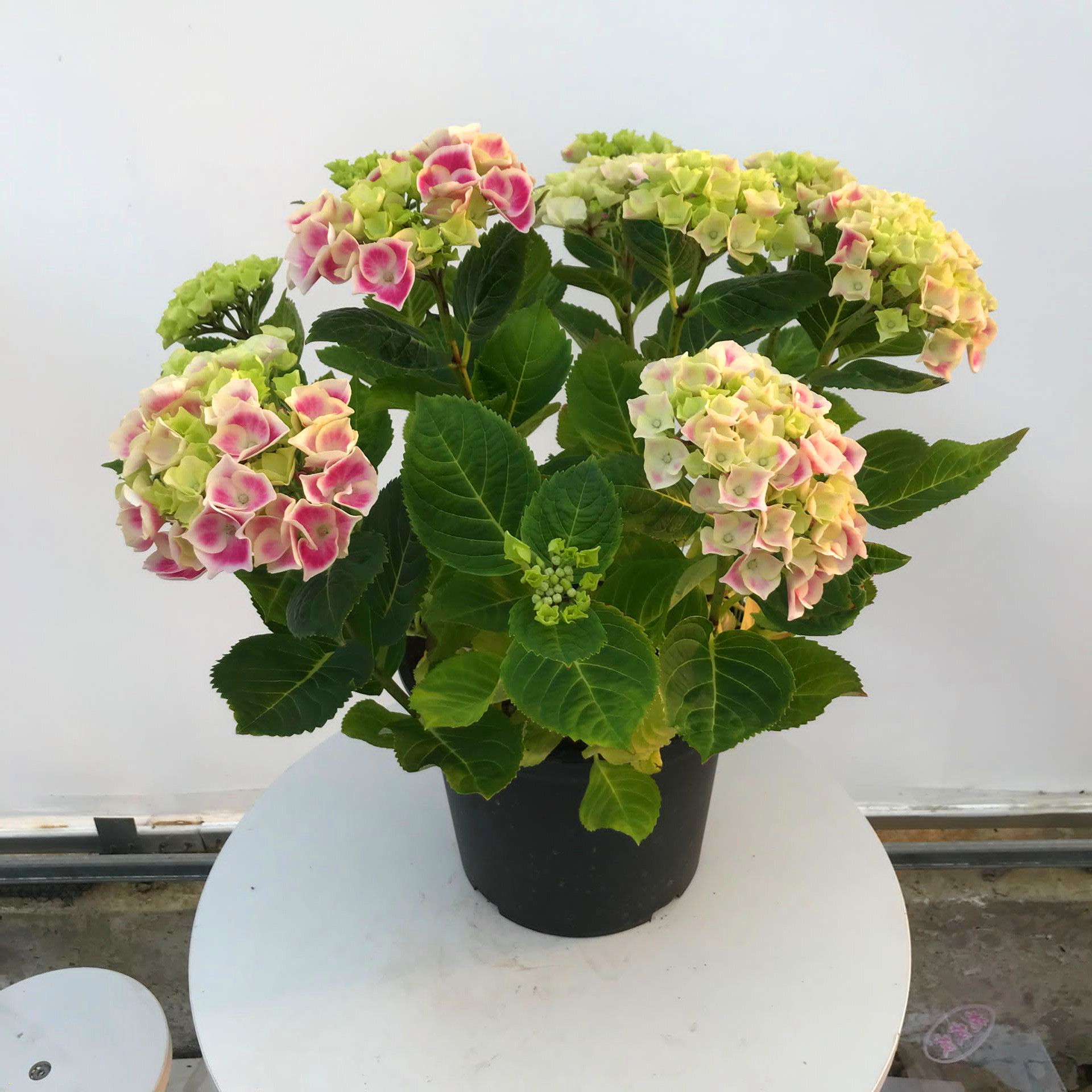 植物绣球花卉养活易养活室内庭院盆栽花苗不断时令草本花卉