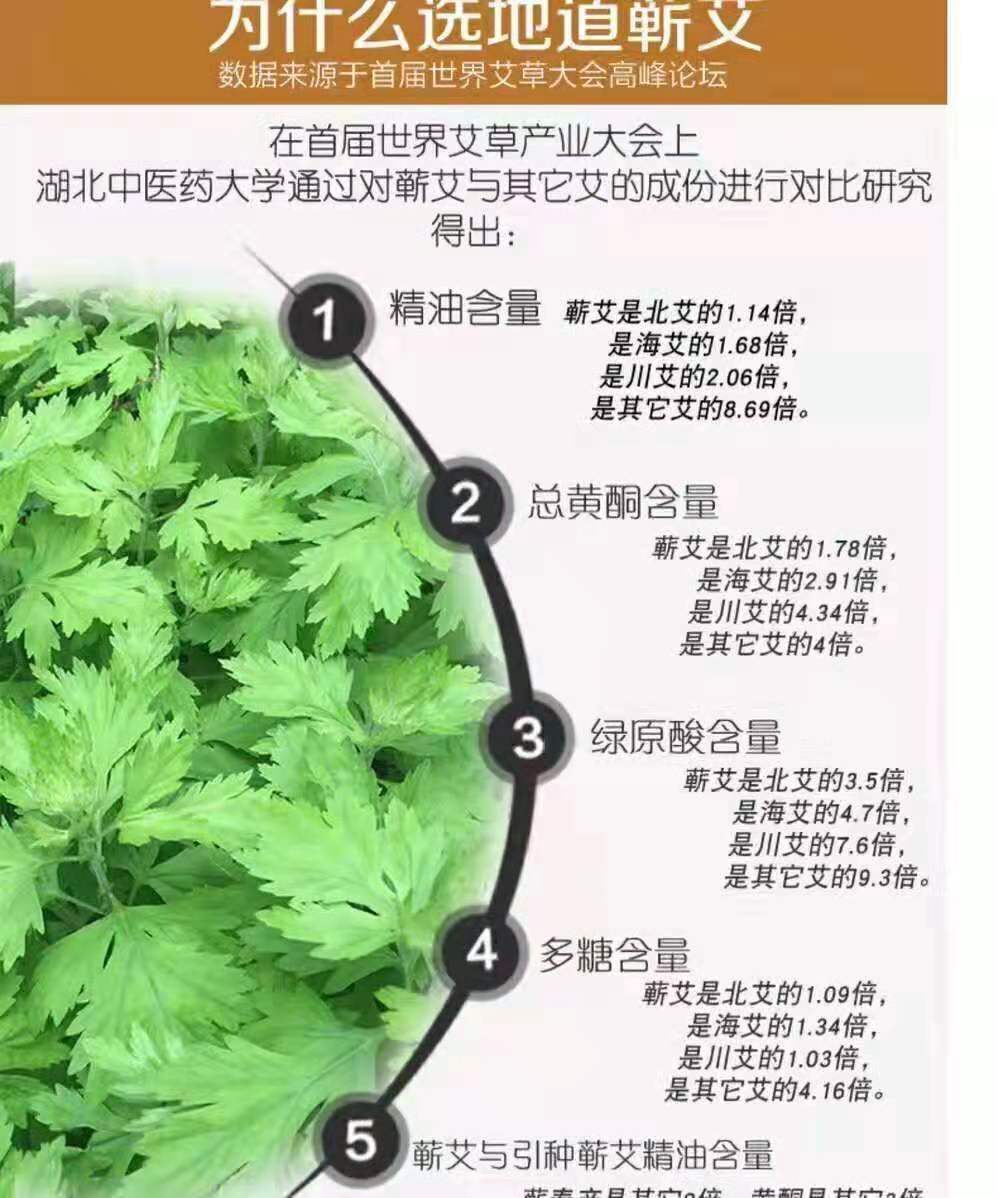 红艾草的功效药用价值图片