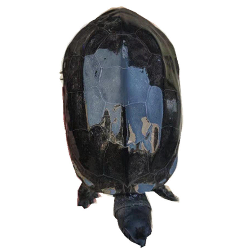 特大外塘成年纯种镇宅碳墨龟小宠宠物全黑顶活体龟