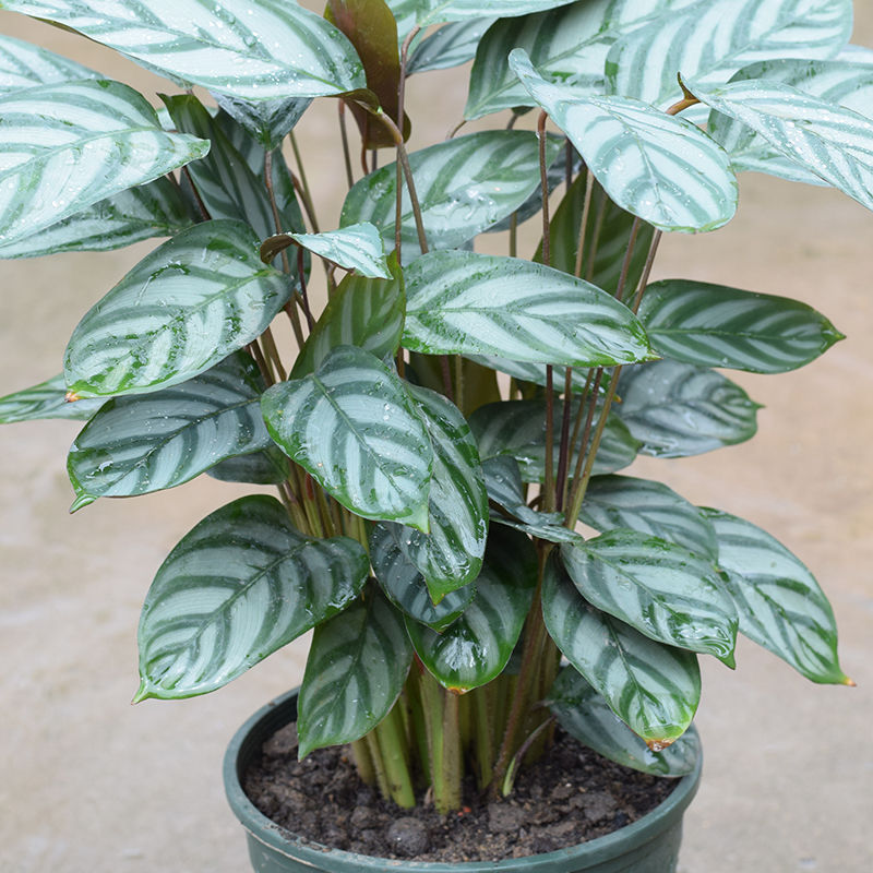 新飞羽彩虹桌面豹纹绿植叶绿植好养观室内植物飞芋绿植