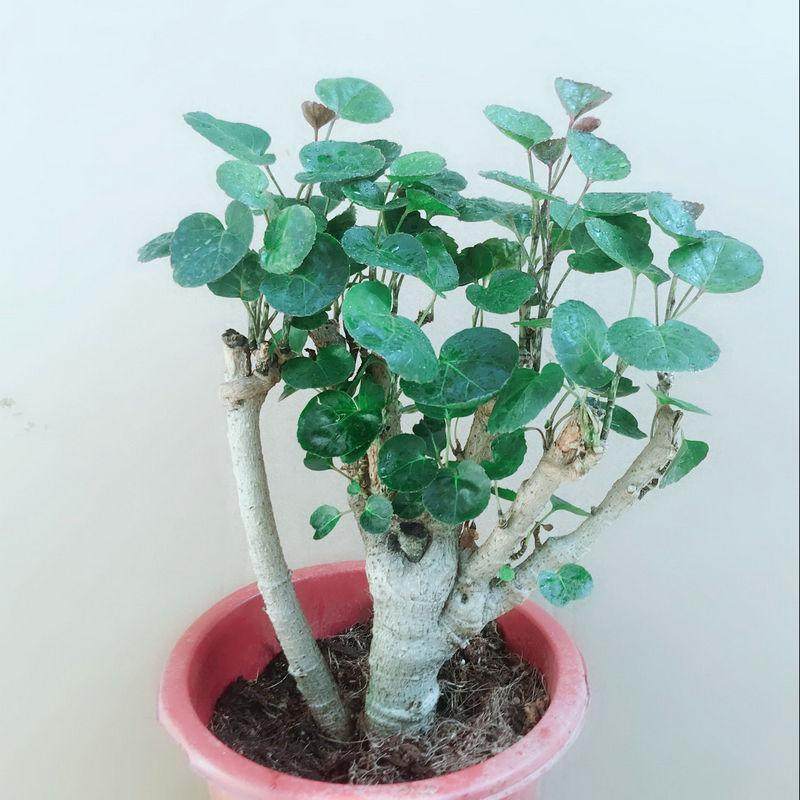 > 花 心思园艺 > 金钱兜 福桐禄盆栽 室内大型绿植圆叶福禄桐盆栽